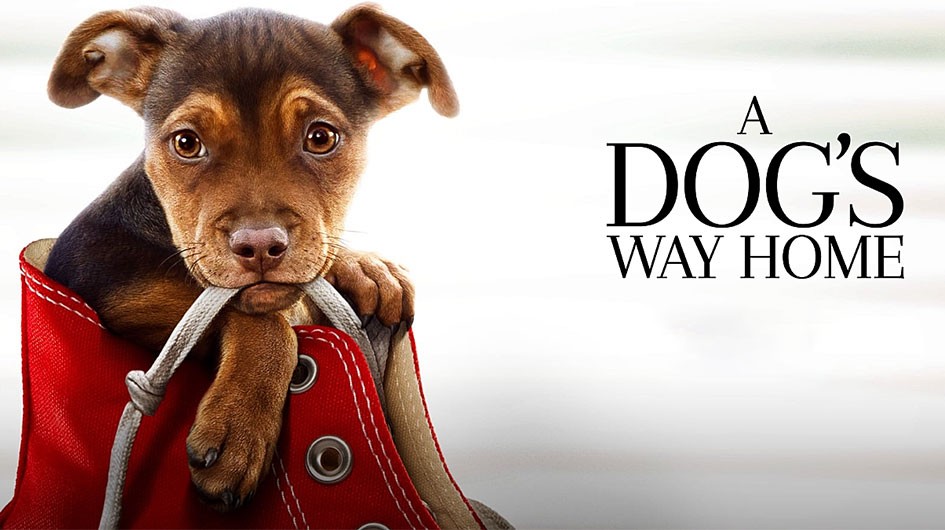Phim Đường Về Nhà Của Cún Con - A Dog's Way Home (2019)