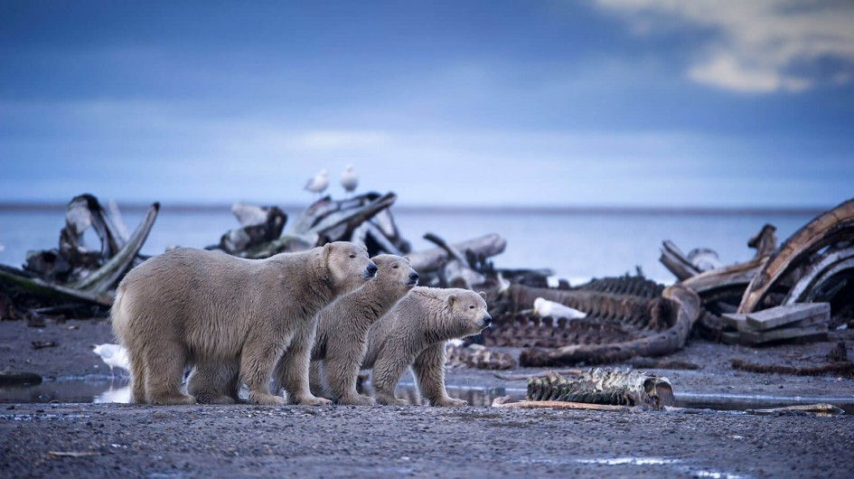 Phim Alaska: Vương Quốc Băng Giá - Alaska: Earth's Frozen Kingdom (2015)